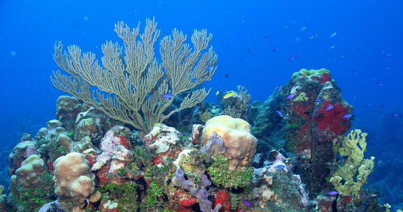 What are the best places to scuba dive in Cuba?