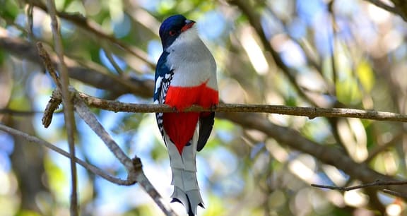 What wildlife species are unique to Cuba?