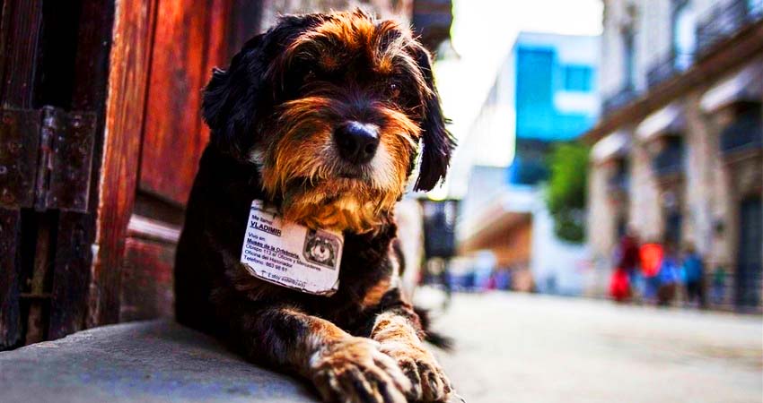 Havanamazing: dogs with id!?